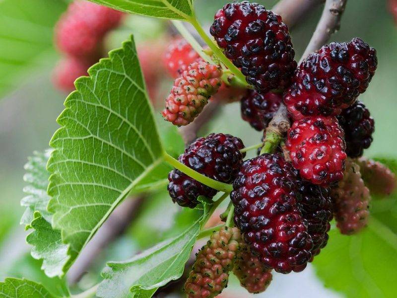 Шелковица купить саженцы из питомнике в Назарово