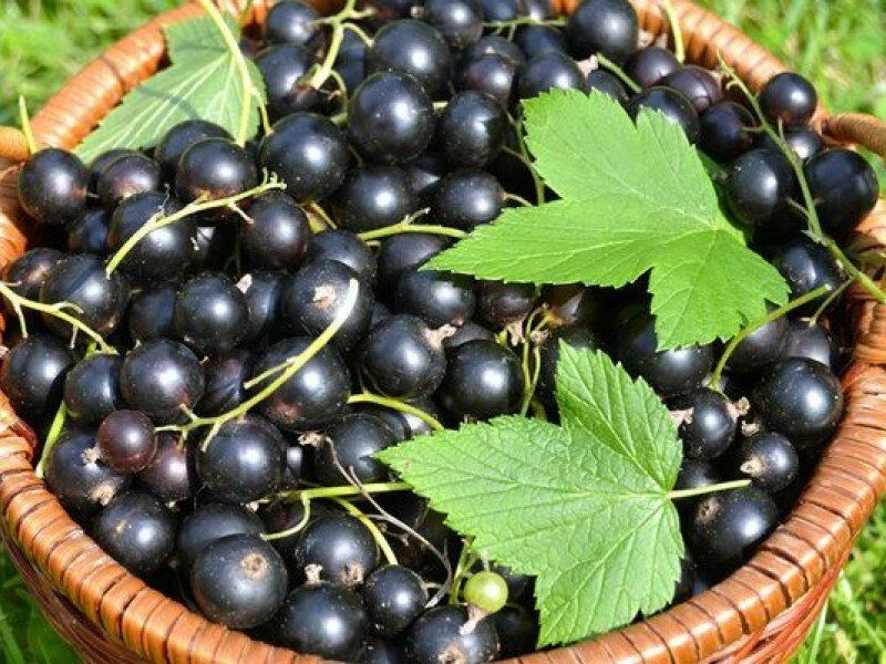 Смородина купить саженцы из питомника в Назарово