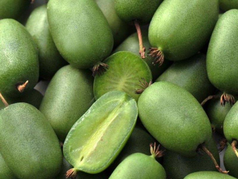 Актинидия купить саженцы из питомнике в Назарово