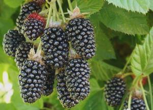Ежевика "КАДДО"